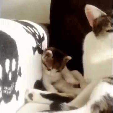 cute