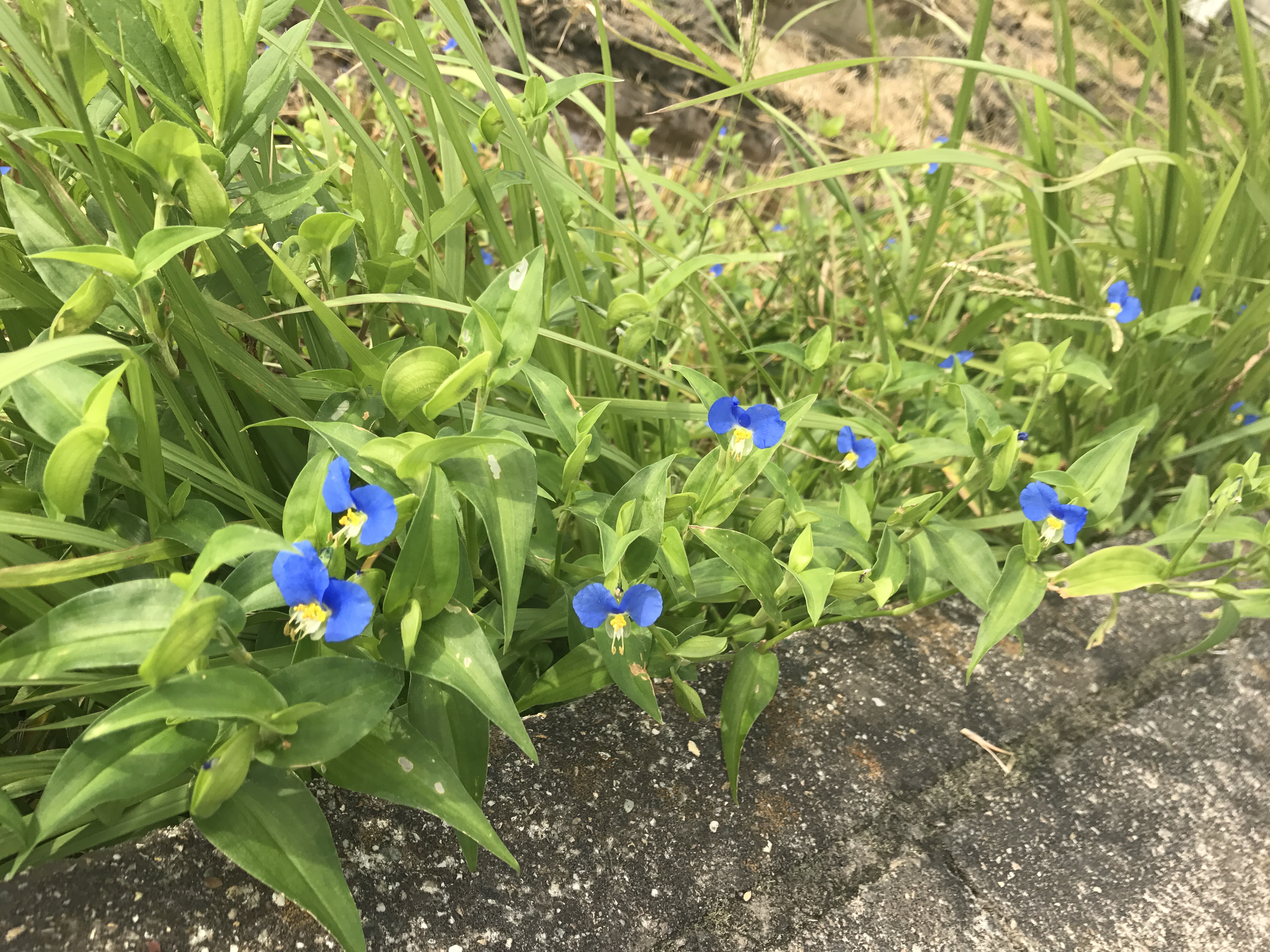 9月敷地外清掃＆草取り
